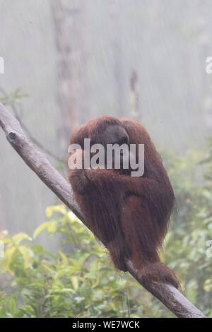 Indonesia, Borneo, Tanjung messa National Park, Bornean orangutan (Pongo pygmaeus pygmaeus), sotto la pioggia tropicale Foto Stock
