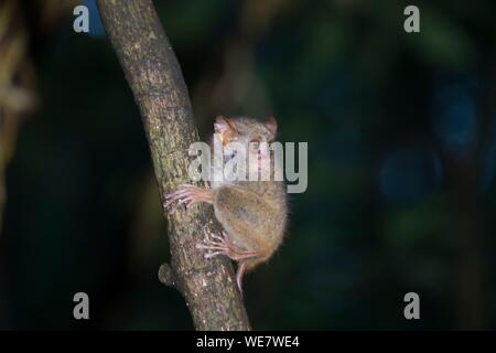 Indonesia, Celebes, Sulawesi, Tangkoko National Park, tarsier spettrale (Tarsius spectrum, chiamato anche Tarsius tarsier) Foto Stock