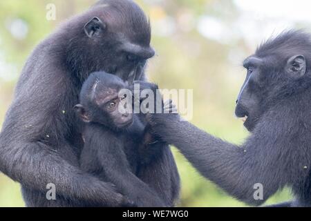 Indonesia, Celebes, Sulawesi, Tangkoko National Park, Celebes crestata o macaco crestato macaco nero, Sulawesi crested macaco o il black ape (Macaca nigra), la madre e il bambino Foto Stock