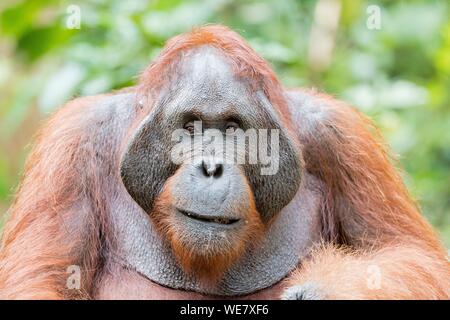 Indonesia, Borneo, Tanjung messa National Park, Bornean orangutan (Pongo pygmaeus pygmaeus), maschio adulto in una struttura ad albero Foto Stock