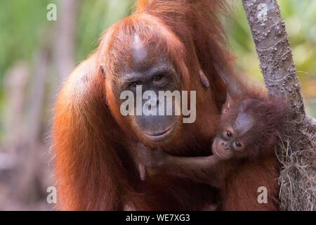 Indonesia, Borneo, Tanjung messa National Park, Bornean orangutan (Pongo pygmaeus pygmaeus), femmina adulti con un bambino Foto Stock