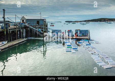 Stati Uniti, Maine, Stonington, Stonington Harbor, caricamento aragoste fresche Foto Stock