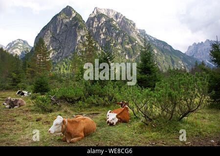 L'Italia, provincia autonoma di Bolzano, Alta Pusteria, Dolomiti, vacche disteso di fronte a Tre Cime di Lavaredo, famose cime delle Dolomiti Foto Stock