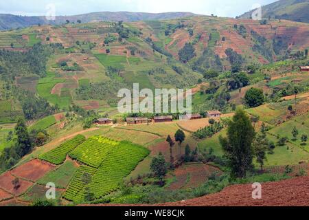 Burundi, Buyenzi, vassoi, paese con mille colline, agricoltura Foto Stock