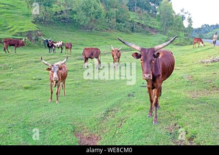 Burundi, Buyenzi, vassoi, paese con mille colline, agricoltura, mucca, allevamento Foto Stock