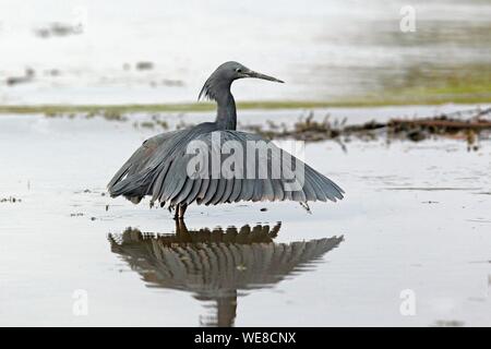 Il Burundi, il lago Tanganica, Nero Heron (Egretta ardesiaca) Foto Stock