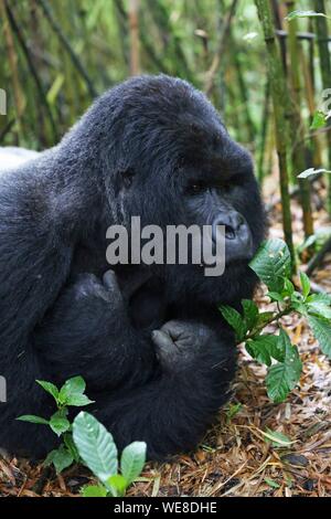 Ruanda, Parco Nazionale Vulcani, maschio gorilla di montagna o argento indietro giacente in un bosco di bambù Foto Stock