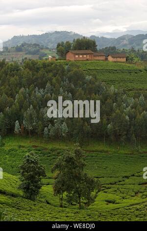 Il Ruanda, speronato case in mezzo a colline e le piantagioni di tè Foto Stock