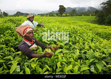 Il Ruanda, al centro del paese e in un paio di agricoltori prelevare le foglie di tè in una piantagione di tè Foto Stock