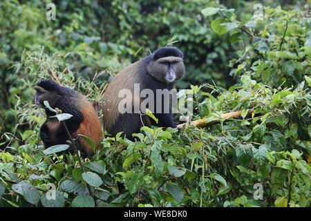 Ruanda, Parco Nazionale Vulcani, scimmie dorate in appoggio sulle cime degli alberi Foto Stock