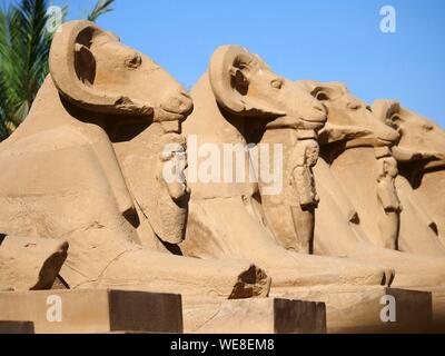 Egitto Alto Egitto, Valle del Nilo, Luxor, Karnak classificato come patrimonio mondiale dall' UNESCO, il tempio dedicato al dio Amon, vicolo di criosphinx (lion il corpo e la ram di testa), animale sacro di Amon con il faraone tra le gambe Ramses II come Osiride Foto Stock