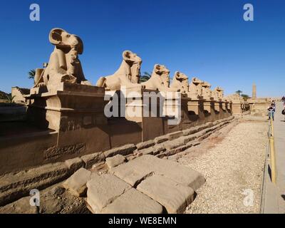 Egitto Alto Egitto, Valle del Nilo, Luxor, Karnak classificato come patrimonio mondiale dall' UNESCO, il tempio dedicato al dio Amon, vicolo di criosphinx (lion il corpo e la ram di testa), animale sacro di Amon con il faraone tra le gambe Ramses II come Osiride Foto Stock