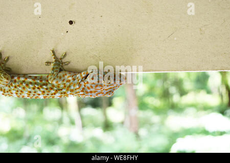 Gekko o Tokay geco sul muro grigio , molti di colore arancione punti sparsi sulla pelle blu del rettile spaventoso , rettili in casa Foto Stock