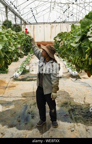 Israele, Sud distretto, Ramat Negev ha la ricerca e sviluppo centro agricolo, piantagione di fragole in serra Foto Stock