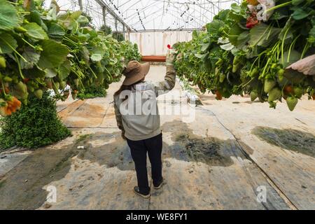 Israele, Sud distretto, Ramat Negev ha la ricerca e sviluppo centro agricolo, piantagione di fragole in serra Foto Stock