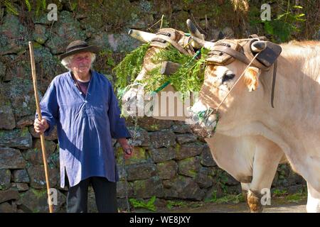 Francia, Finisterre, parata del Festival di ginestre fiori 2015 a Pont Aven, Jean Bernard Huon e suoi buoi Foto Stock