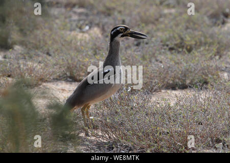 Spiaggia di pietra-curlew (Esacus magnirostris) Magnetic Island , Queensland, Australia Foto Stock