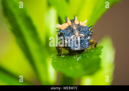 Coccinella insetto larva o pupacloseup. Fase di pupa sulla vegetazione verde closeup. Foto Stock