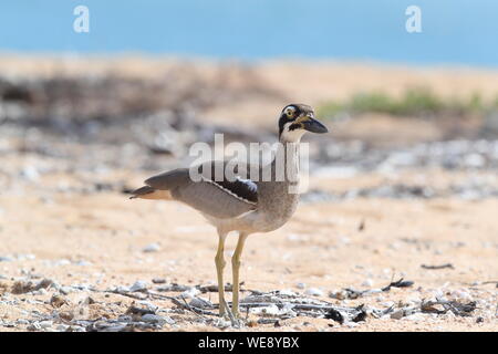 Spiaggia di pietra-curlew (Esacus magnirostris) Magnetic Island , Queensland, Australia Foto Stock