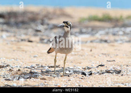 Spiaggia di pietra-curlew (Esacus magnirostris) Magnetic Island , Queensland, Australia Foto Stock