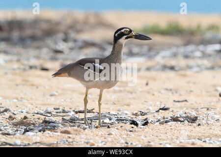 Spiaggia di pietra-curlew (Esacus magnirostris) Magnetic Island , Queensland, Australia Foto Stock