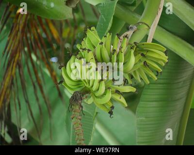 Grappolo di banane verdi pendenti da piante di banana Foto Stock