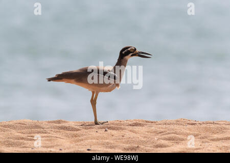 Spiaggia di pietra-curlew (Esacus magnirostris) Magnetic Island , Queensland, Australia Foto Stock