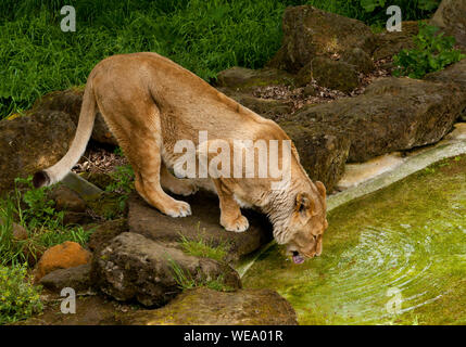 Una leonessa di bere da un pool Foto Stock