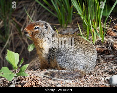 Columbian Scoiattolo di terra a guardare e a sorvegliare la sua tana. Spermophilus columbianus, urocitellus columbianus Foto Stock