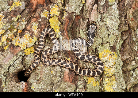 Quattro-rigato Snake (Elaphe quatourlineata) capretti in appoggio sul lichen coperto tronco di albero, Bulgaria, Aprile Foto Stock