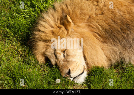 Ritratto di un maschio adulto Lion addormentato Foto Stock