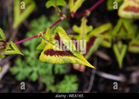 Un Persicaria Runcinata 'viola fantasia " viola fantasia' vicino. Foto Stock