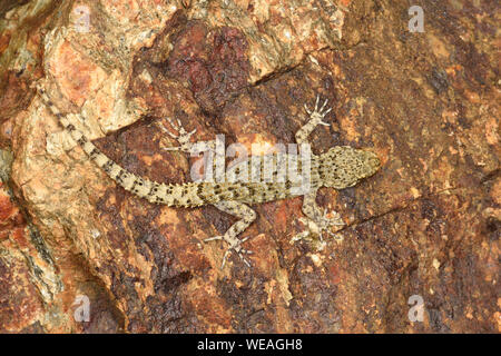 Kotschy's Gecko (Mediodactylus kotschyi) in appoggio sulla parete di roccia, Bulgaria, Aprile Foto Stock