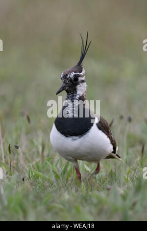 Pavoncella / Kiebitz ( Vanellus vanellus ) nei dintorni naturali di un vasto prato, camminando verso la telecamera, Scatto frontale, la fauna selvatica, UE Foto Stock