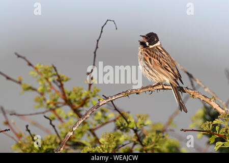 Reed Bunting / Rohrammer ( Emberiza schoeniclus ), maschio adulto, arroccato sulla cima di una boccola, nelle prime ore del mattino, cantando, la fauna selvatica, l'Europa. Foto Stock