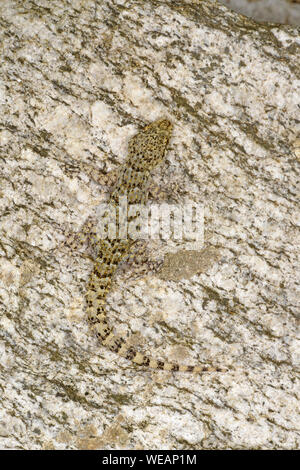 Kotschy's Gecko (Mediodactylus kotschyi) in appoggio sulla parete di roccia, Bulgaria, Aprile Foto Stock