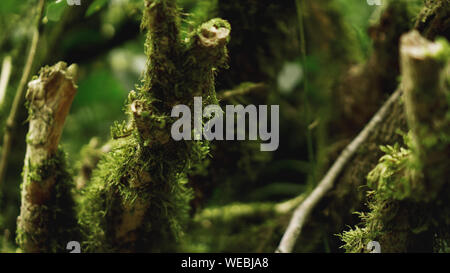 Crescita vecchia foresta pluviale temperata, Georgiano jungle - alberi in MOSS Foto Stock