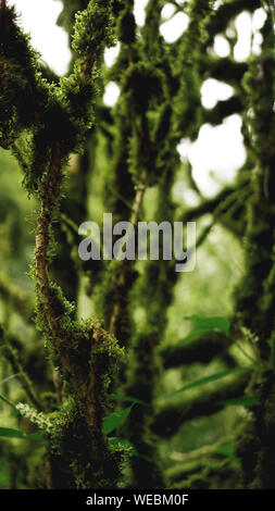 Crescita vecchia foresta pluviale temperata, Georgiano jungle - alberi in MOSS Foto Stock