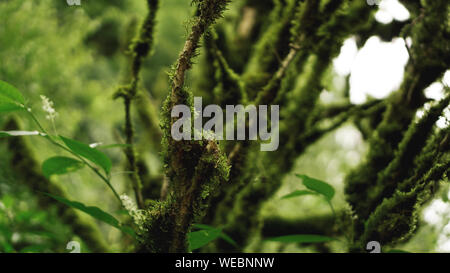Crescita vecchia foresta pluviale temperata, Georgiano jungle - alberi in MOSS Foto Stock