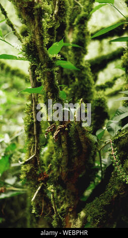 Crescita vecchia foresta pluviale temperata, Georgiano jungle - alberi in MOSS Foto Stock