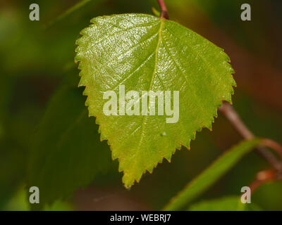 Primo piano di una fresca foglia verde su un giovane argento betulla in primavera Foto Stock