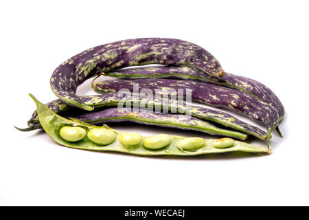 Rattlesnake Fagioli (Phaseolus vulgaris) su uno sfondo bianco Foto Stock