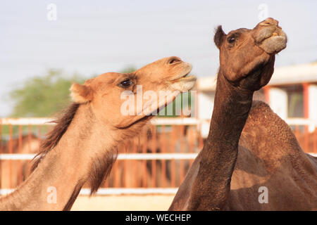 Cammelli nel Centro Nazionale di Ricerca sul cammello Foto Stock