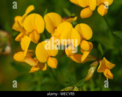 Primo piano del giallo dei fiori di trifoglio birdsfoot (Lotus corniculatus) Foto Stock