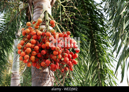 Dado di betel appeso a betel palm. Foto Stock