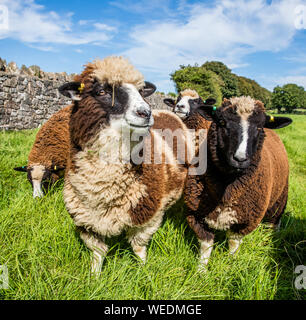 Bianco marrone e la pecora nera con Swartble ancestry in un campo nel Somerset REGNO UNITO Foto Stock