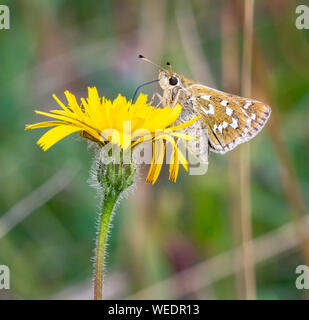 Silver spotted skipper Hesperia virgola avanzamento sul comune gatto l orecchio a Newtimber Hill sulla South Downs East Sussex Regno Unito Foto Stock
