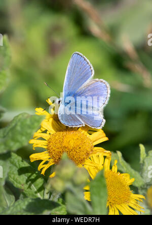 Maschio blu comune Polyommatus icarus alimentare su comuni fleabane Dorset Regno Unito Foto Stock