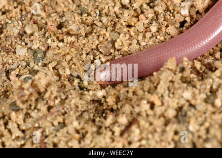 Unione del worm o del serpente cieco (Xerotyphlops vermicularis) close-up di estremità di testa che mostra sensibili alla luce, eyespots Bulgaria, Aprile Foto Stock