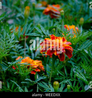 Fiori d'arancio dei velluti in gocce di pioggia crescono su arbusti verdi Foto Stock